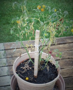 wilted tomato 2